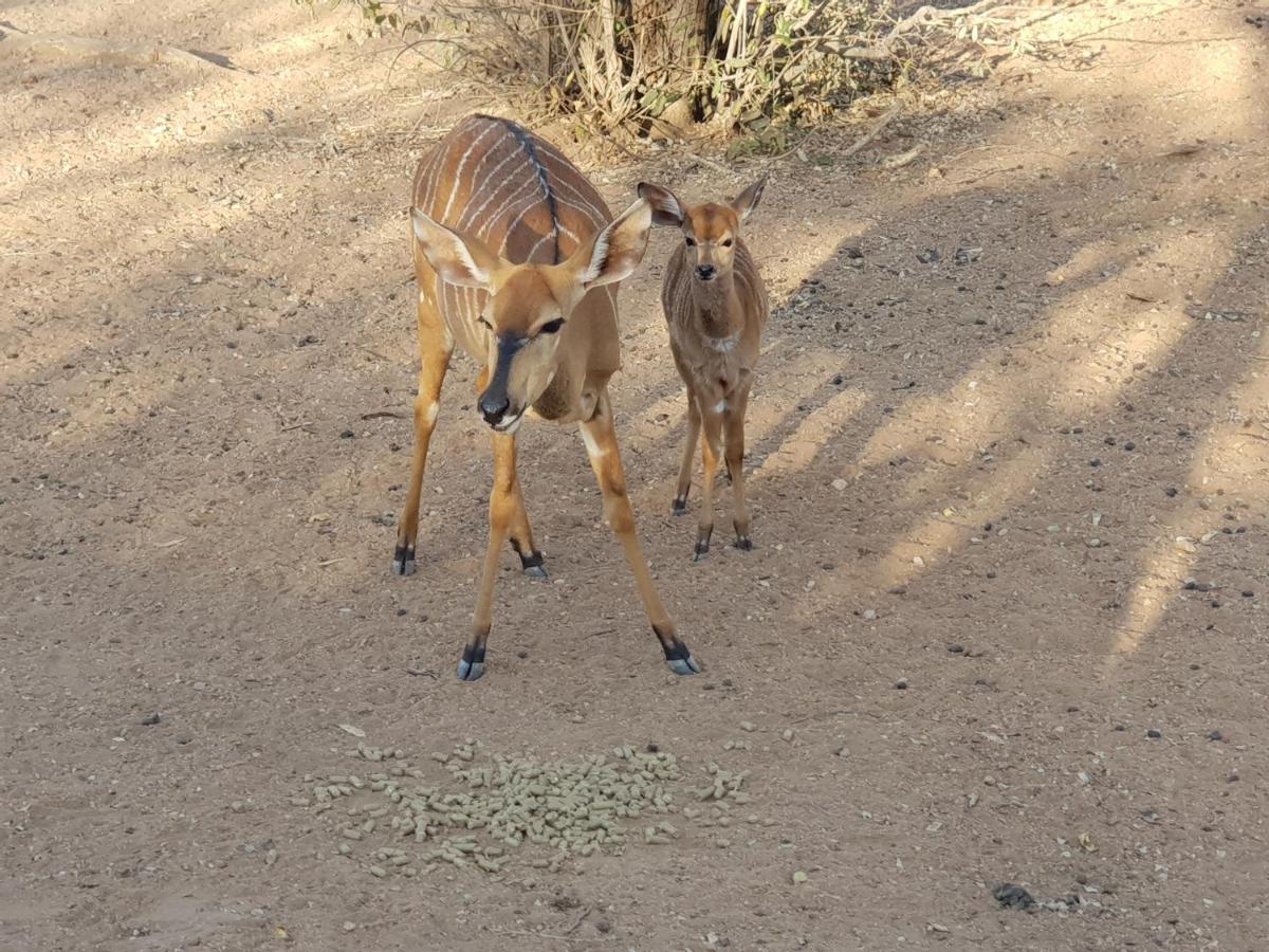 מלון הודספרויט Kelora Bush Camp מראה חיצוני תמונה