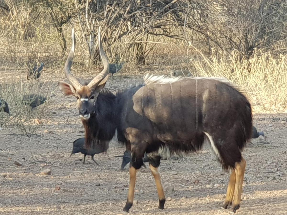 מלון הודספרויט Kelora Bush Camp מראה חיצוני תמונה